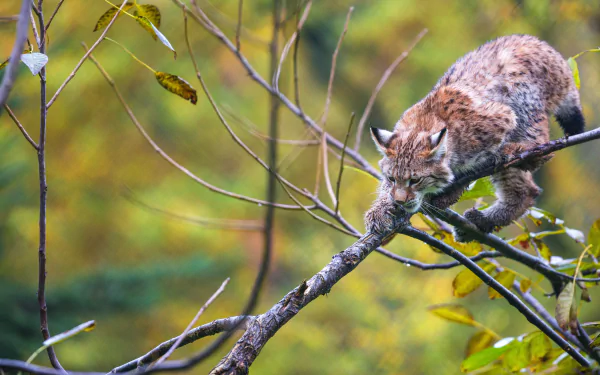 A lynx climbing along a tree branch in a vibrant forest, captured in a sharp 4K Ultra HD PC desktop wallpaper and background.
