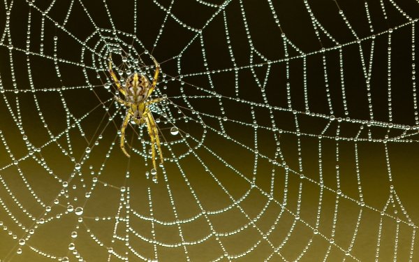 Animal Spider Spiders Arachnid Spider Web Macro HD Wallpaper | Background Image