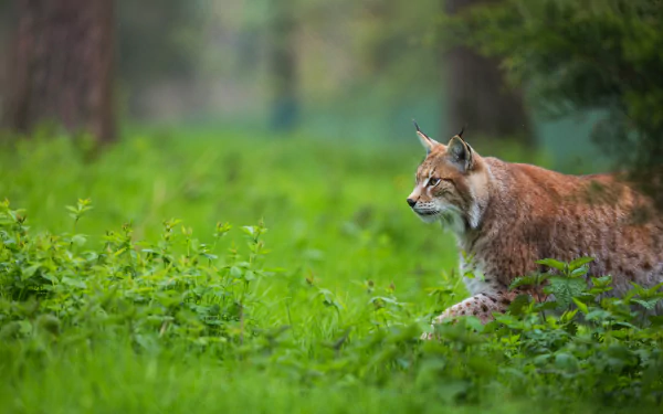 A lynx prowling through lush green forest foliage, captured in stunning detail as a 4K Ultra HD PC desktop wallpaper and background.