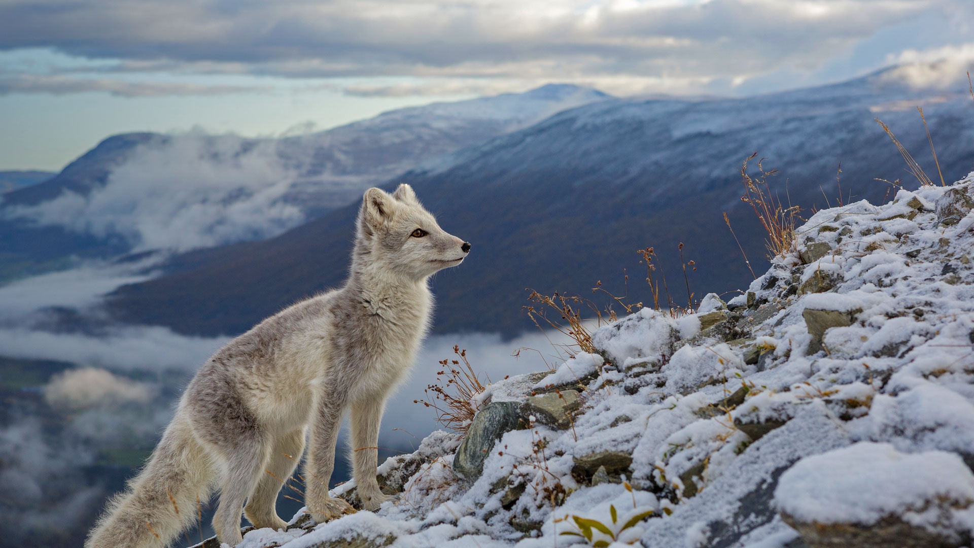 Arctic Fox HD Wallpaper