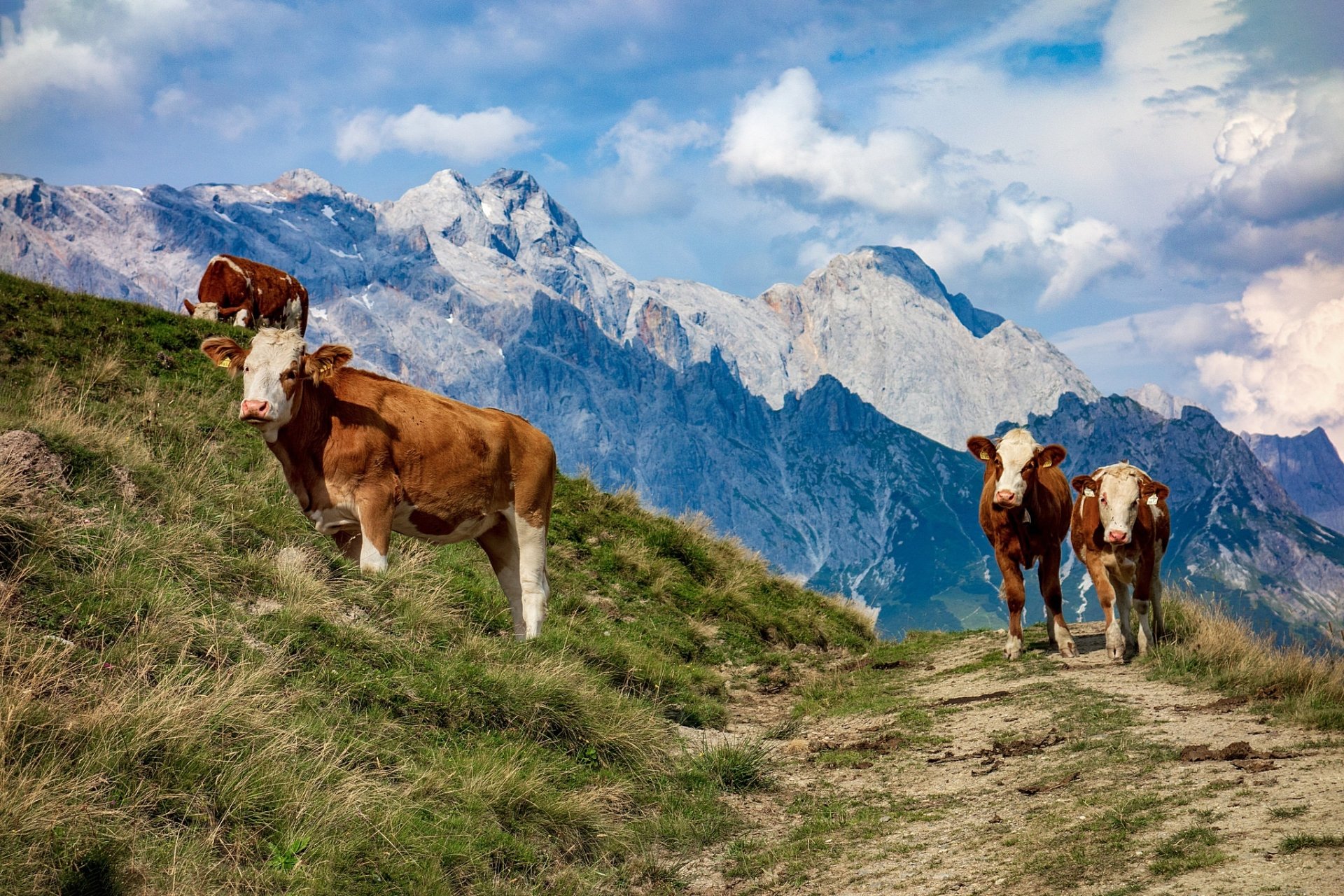 HD PC desktop wallpaper: cows (animals) grazing on a grassy mountain trail with rugged alpine peaks and a bright blue sky.