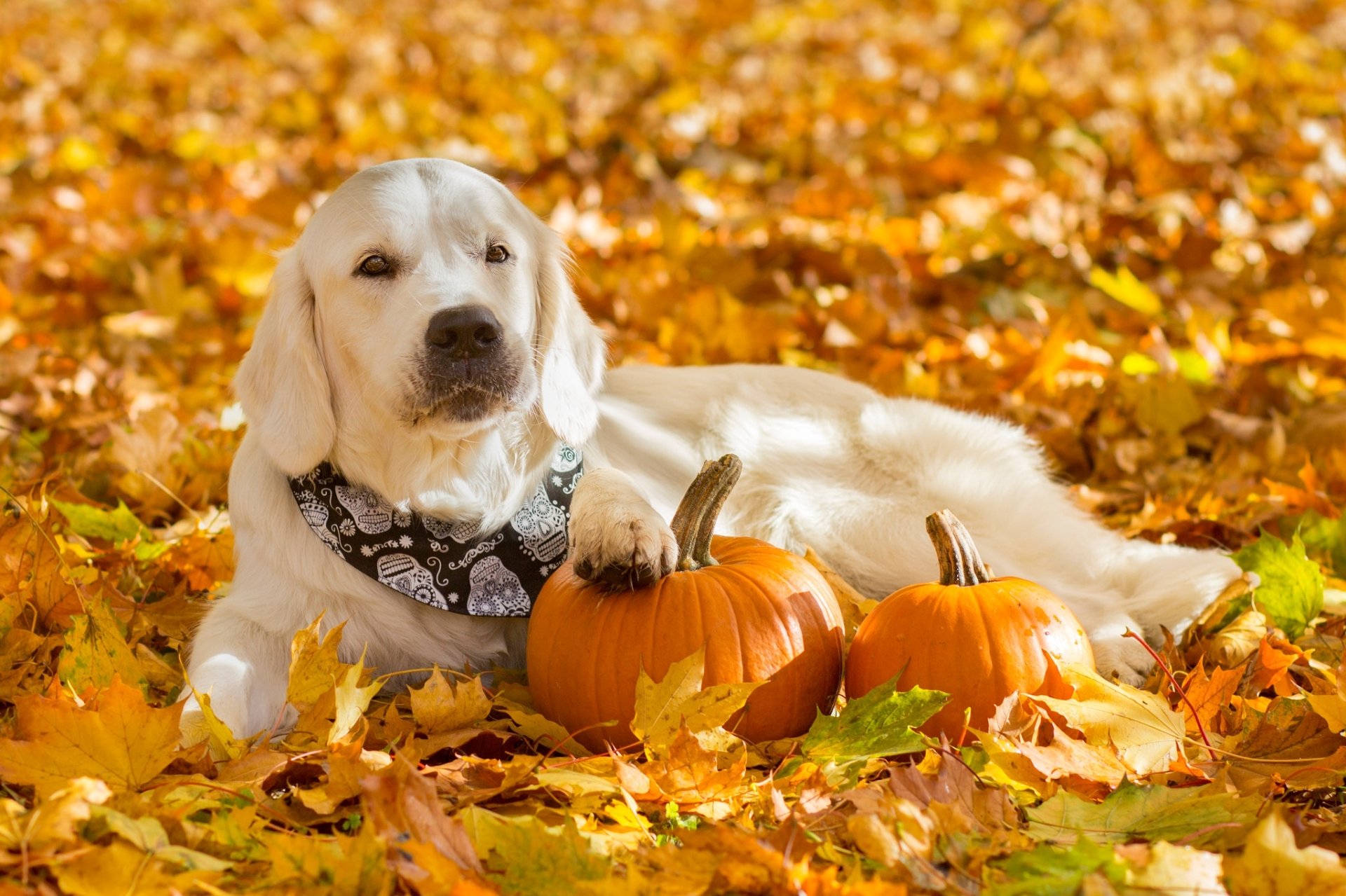 Golden Retriever HD Wallpaper