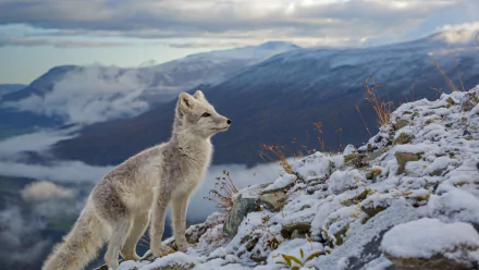 HD desktop wallpaper featuring an arctic fox standing on snowy terrain with mountains and a cloudy sky in the background.