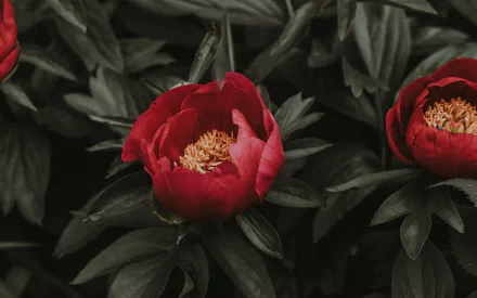 nature peony HD Desktop Wallpaper | Background Image