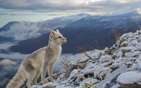 HD desktop wallpaper featuring an arctic fox standing on snowy terrain with mountains and a cloudy sky in the background.
