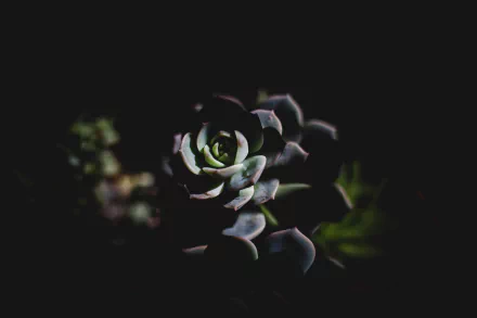 Close-up of a succulent plant rosette in low light — nature-themed 4K Ultra HD PC desktop wallpaper/background.