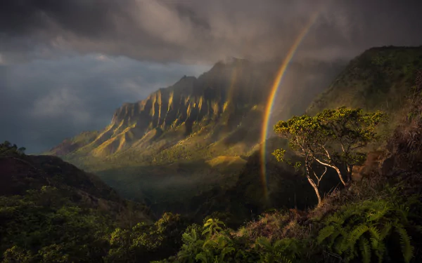 rainforest landscape nature rainbow HD Desktop Wallpaper | Background Image