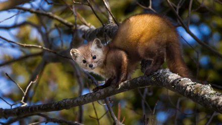 Animal marten HD Desktop Wallpaper | Background Image