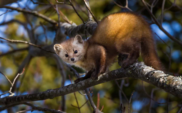 HD PC desktop wallpaper/background: a curious marten (animal) perched on a lichen-covered tree branch amid sunlit autumn foliage.