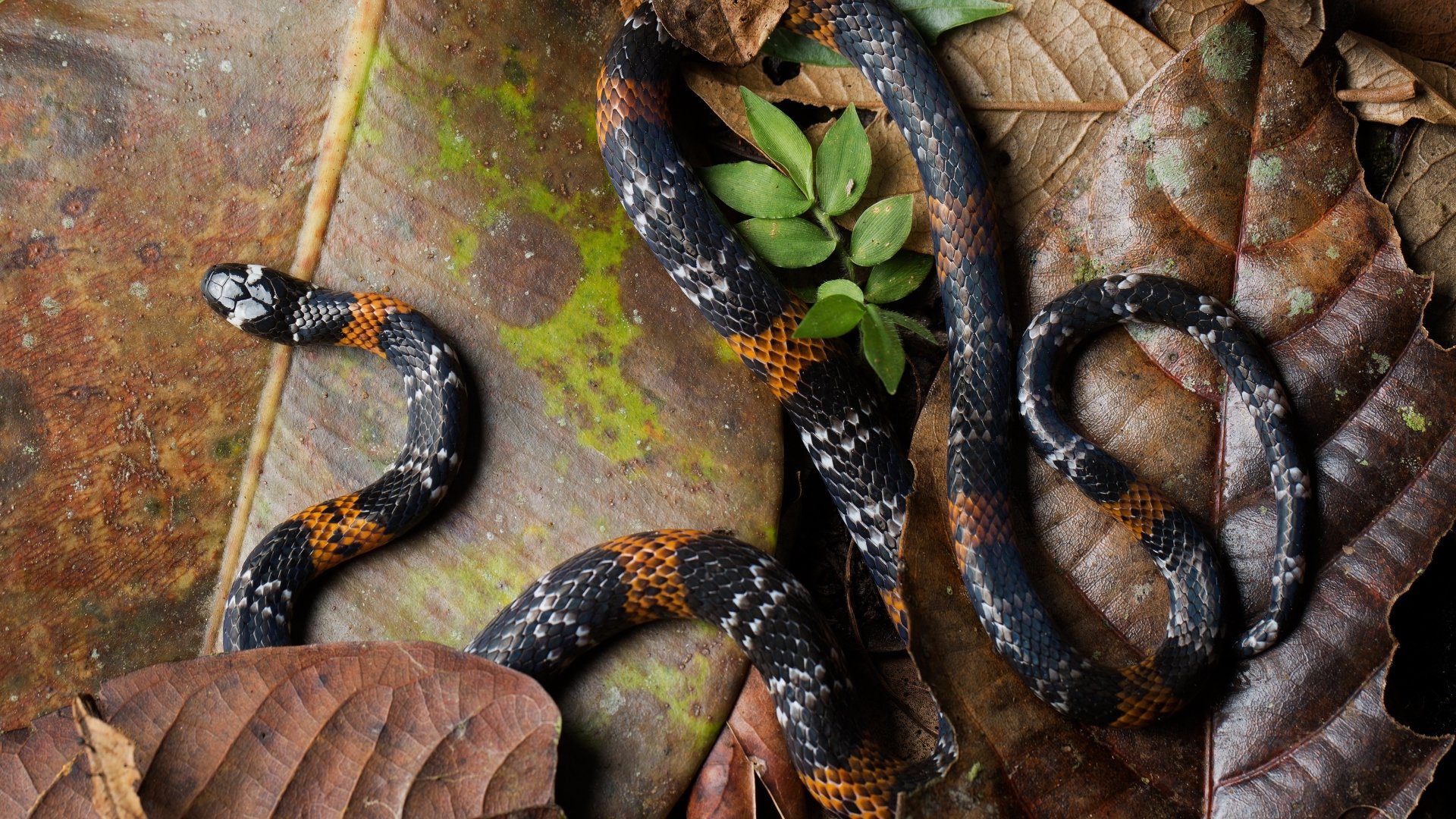 Download Reptile Elegant Coral Snake Animal Snake  4k Ultra HD Wallpaper