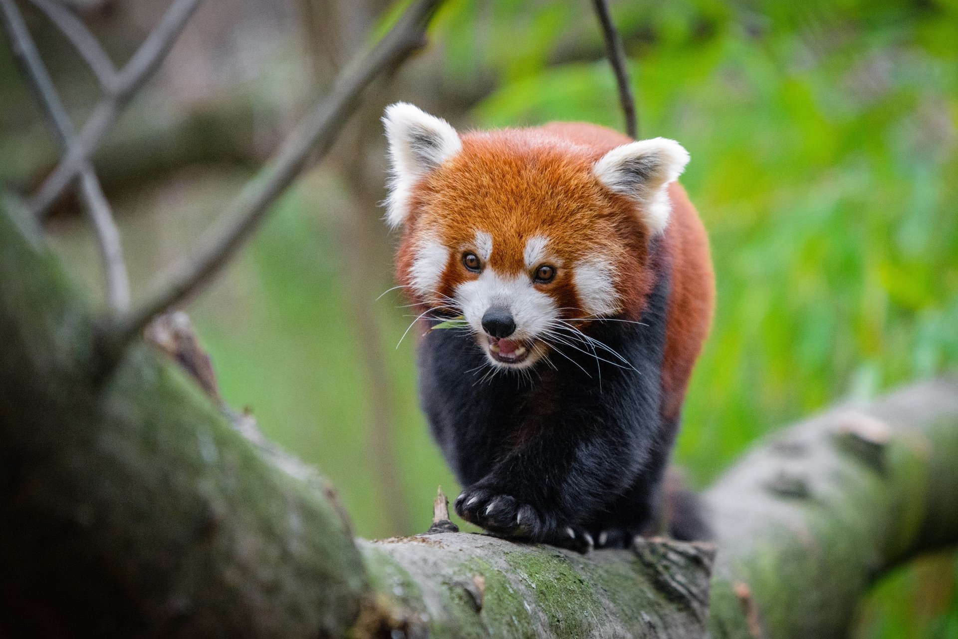 Download Animal Red Panda 4k Ultra HD Wallpaper