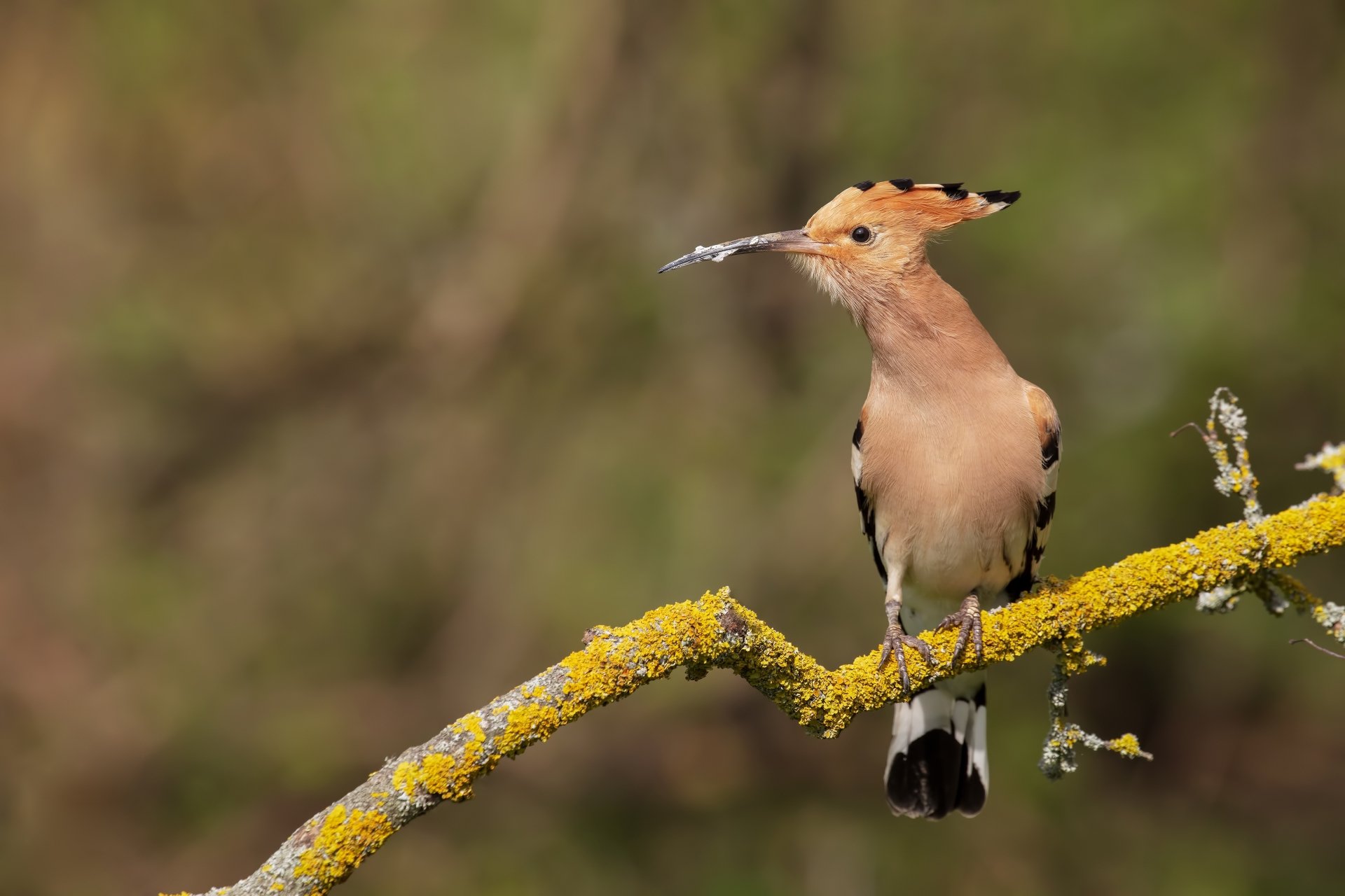 A vibrant hoopoe bird perched on a moss-covered branch, captured in stunning detail as a 4K Ultra HD PC desktop wallpaper and background.