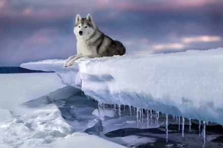 A Siberian Husky dog rests on an icy ledge above frozen water, set against a serene sky, captured in HD for a desktop wallpaper background.