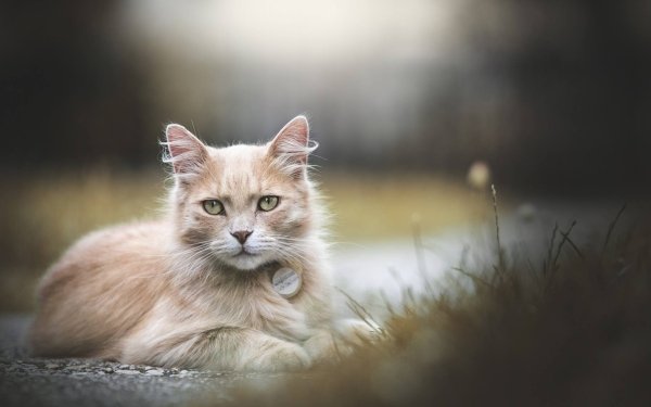 Animal Cat Depth Of Field HD Wallpaper | Background Image