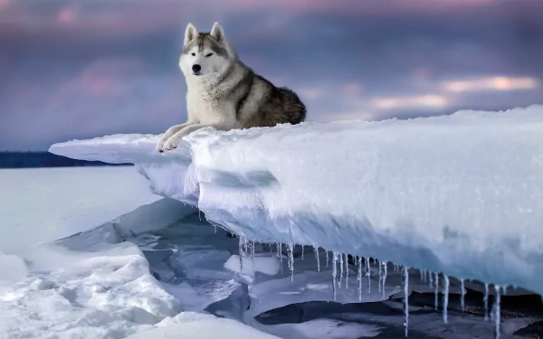 A Siberian Husky dog rests on an icy ledge above frozen water, set against a serene sky, captured in HD for a desktop wallpaper background.