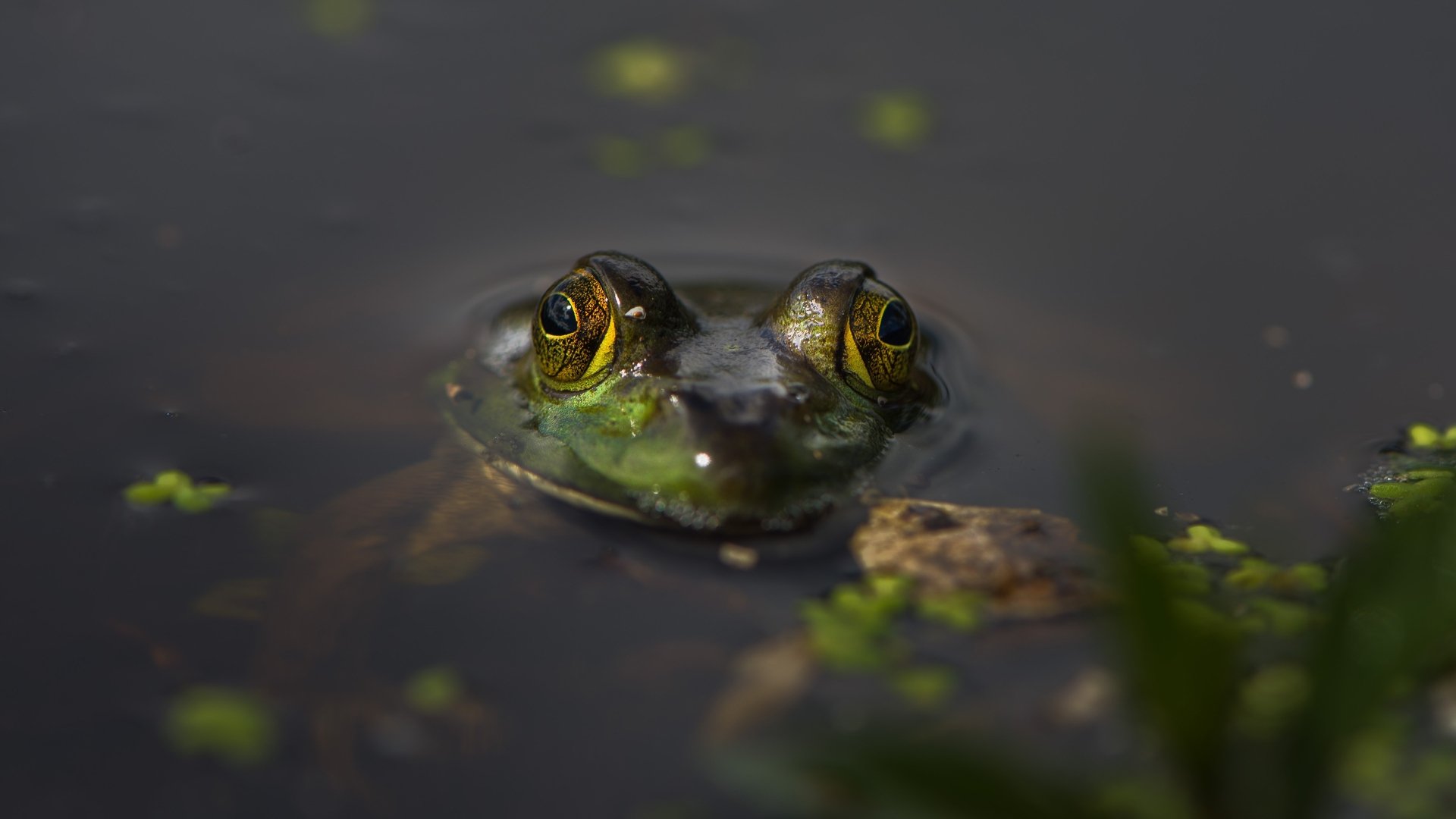 Download Amphibian Animal Frog 4k Ultra HD Wallpaper