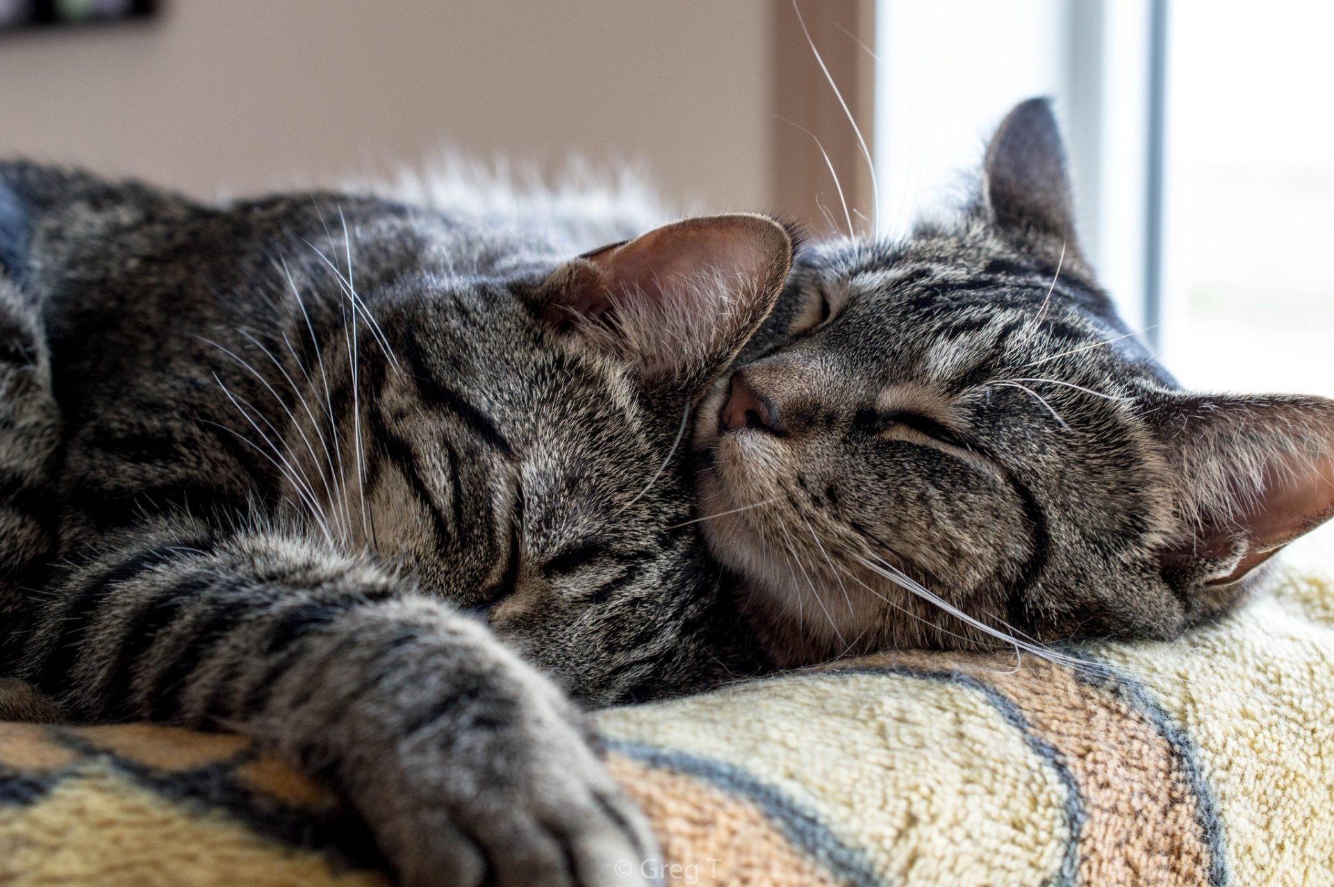 HD desktop wallpaper featuring two sleeping cats cuddled together, showcasing a peaceful animal moment.