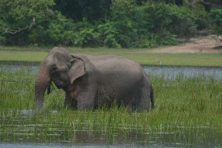 Animal Asian Elephant HD Desktop Wallpaper | Background Image