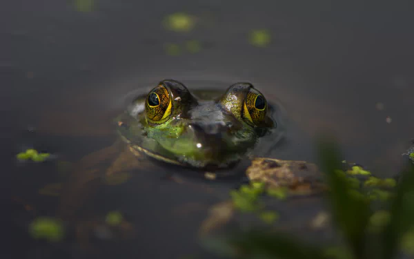 amphibian Animal frog HD Desktop Wallpaper | Background Image