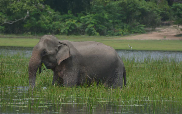 Animal Asian Elephant HD Desktop Wallpaper | Background Image