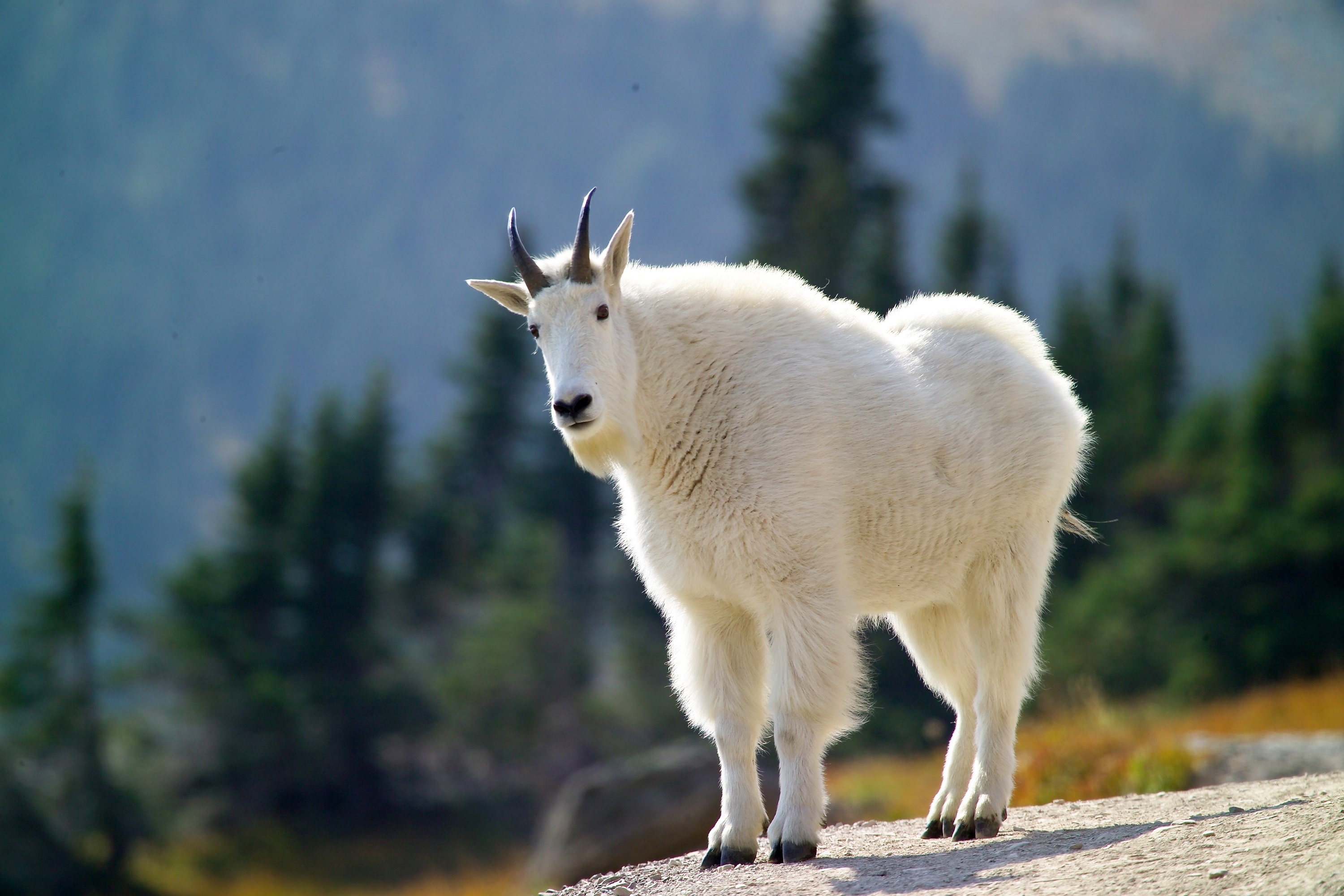 The mountain goat, also known as the Rocky Mountain goat by skeeze