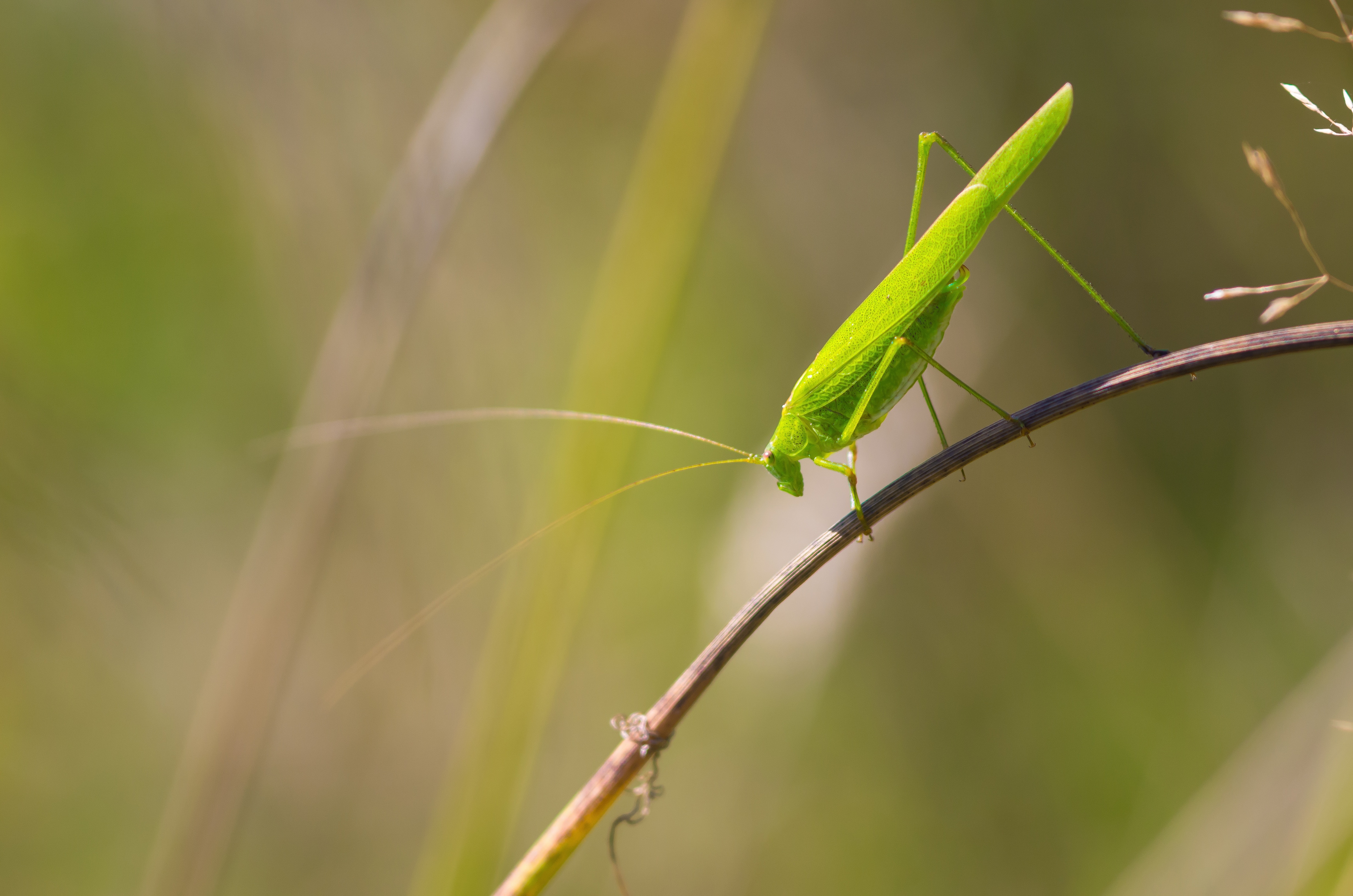 Green Grasshopper on a Branch by Piet van de Wiel