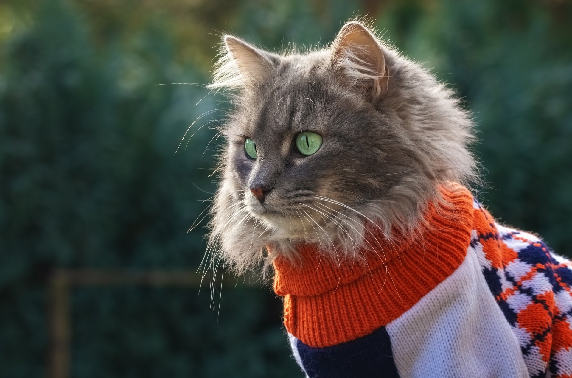 Cat Wearing a Sweater