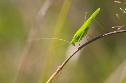  Green Grasshopper on a Branch by Piet van de Wiel
