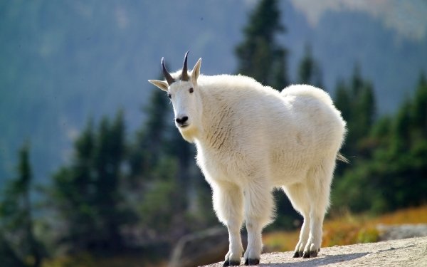 Animal Mountain Goat Goat HD Wallpaper | Background Image