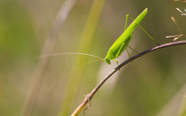  Green Grasshopper on a Branch by Piet van de Wiel