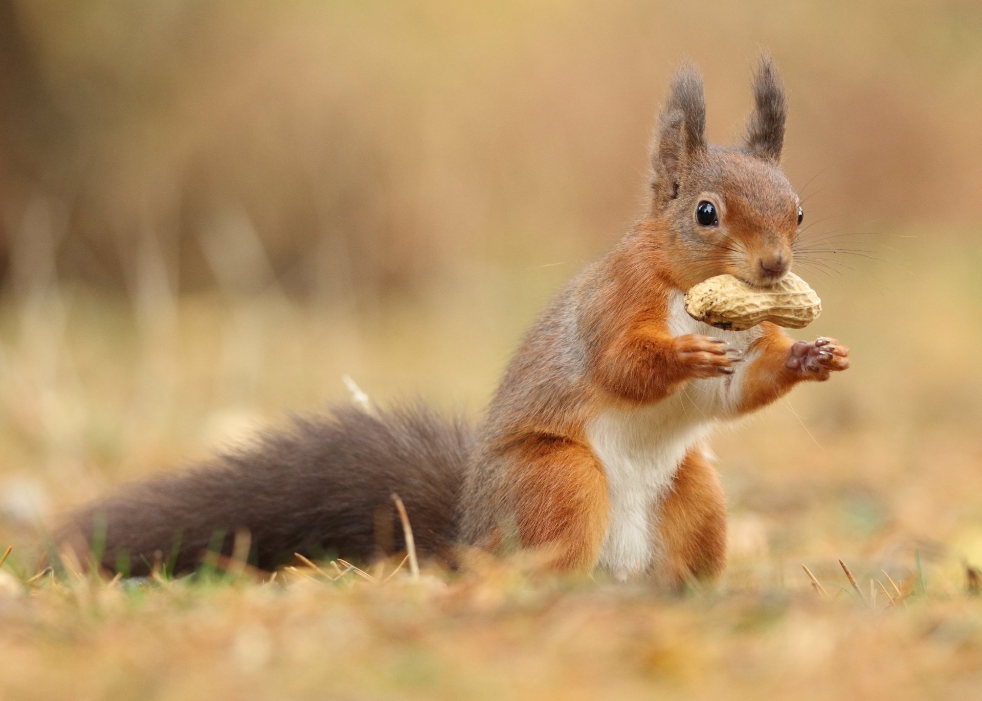 2K Quad HD PC desktop wallpaper/background: red squirrel rodent clutching a nut while standing in an autumn grassy field.