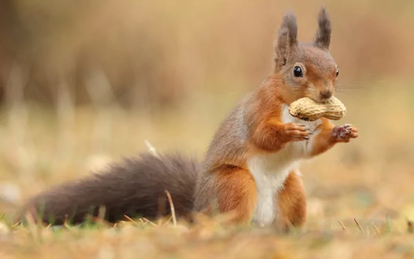 2K Quad HD PC desktop wallpaper/background: red squirrel rodent clutching a nut while standing in an autumn grassy field.