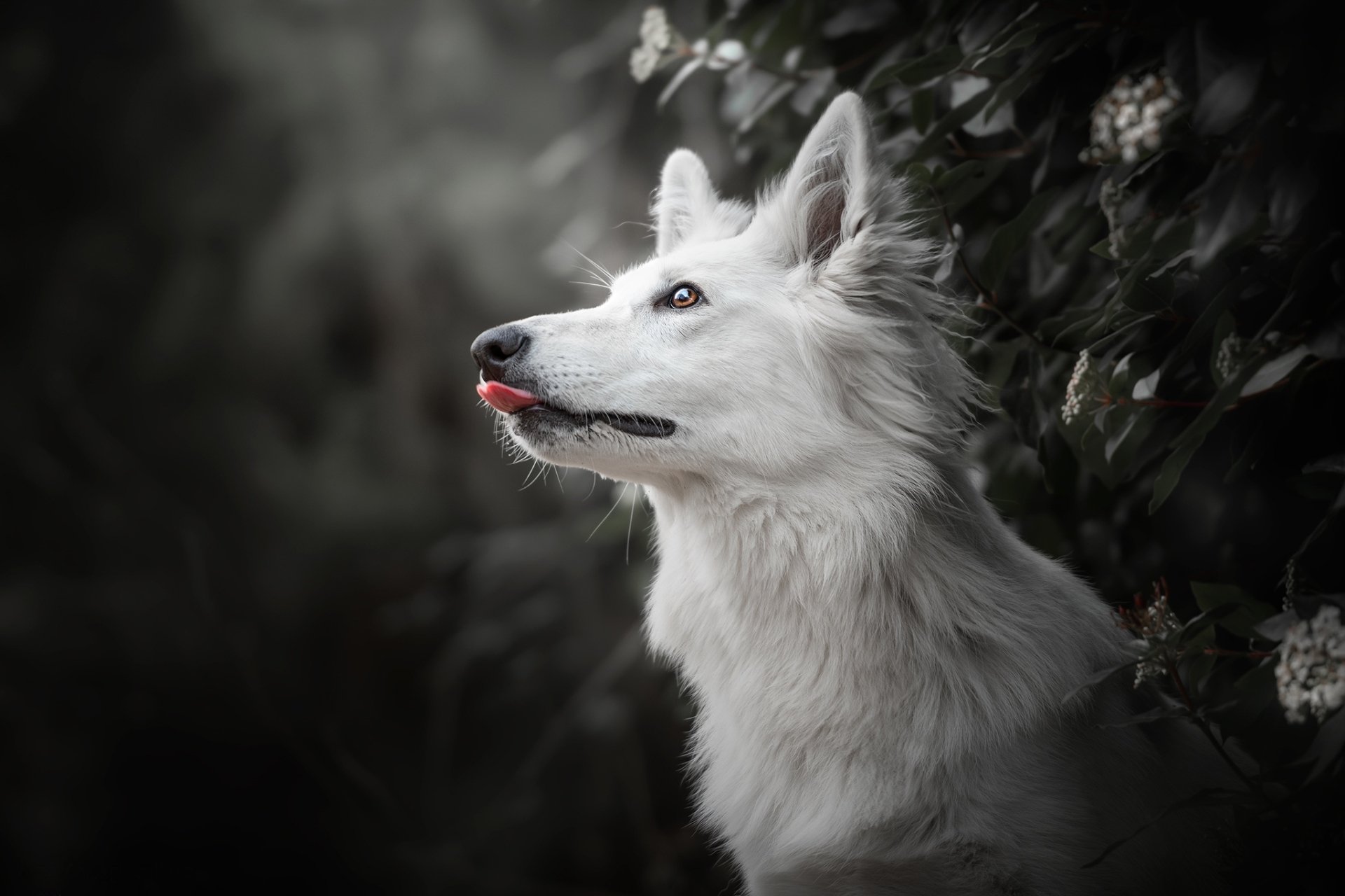 Download Dog Animal Swiss Shepherd HD Wallpaper by Audrey Bellot