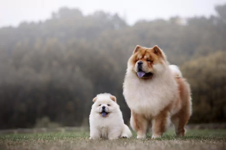 A fluffy Chow Chow puppy and adult dog standing side by side on grass with a blurred natural background, captured in HD quality for a desktop wallpaper.
