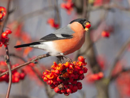  Bullfinch eating berries