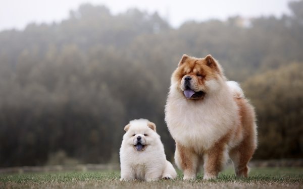Animal Chow Chow Dogs Dog Pet Baby Animal Puppy HD Wallpaper | Background Image