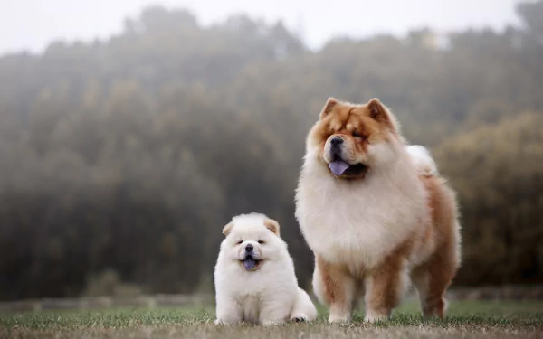 A fluffy Chow Chow puppy and adult dog standing side by side on grass with a blurred natural background, captured in HD quality for a desktop wallpaper.