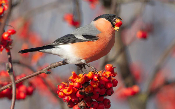  Bullfinch eating berries