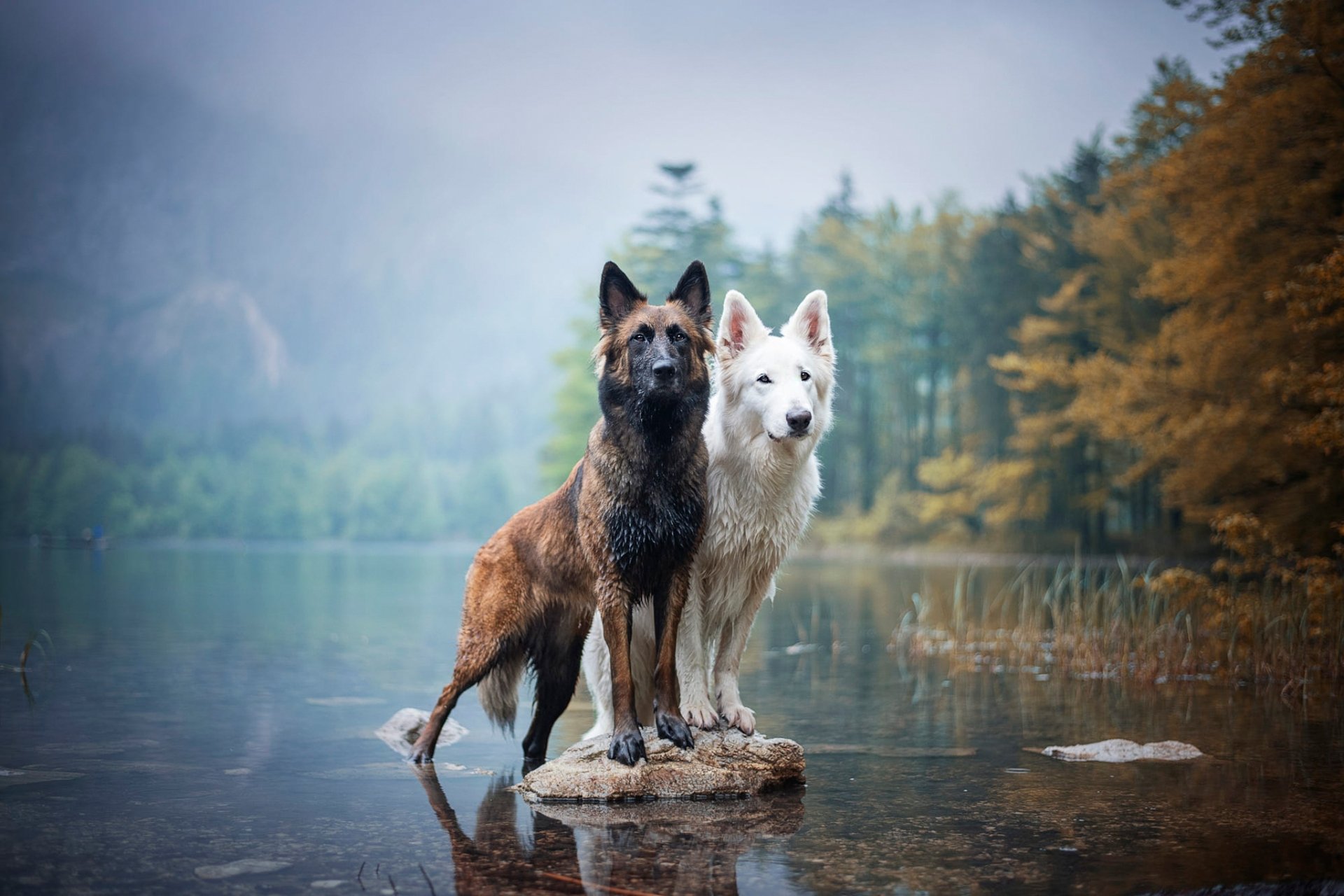 A Belgian Shepherd and a Swiss Shepherd standing together on a rock in a calm lake, surrounded by misty forest scenery in this HD dog-themed desktop wallpaper.