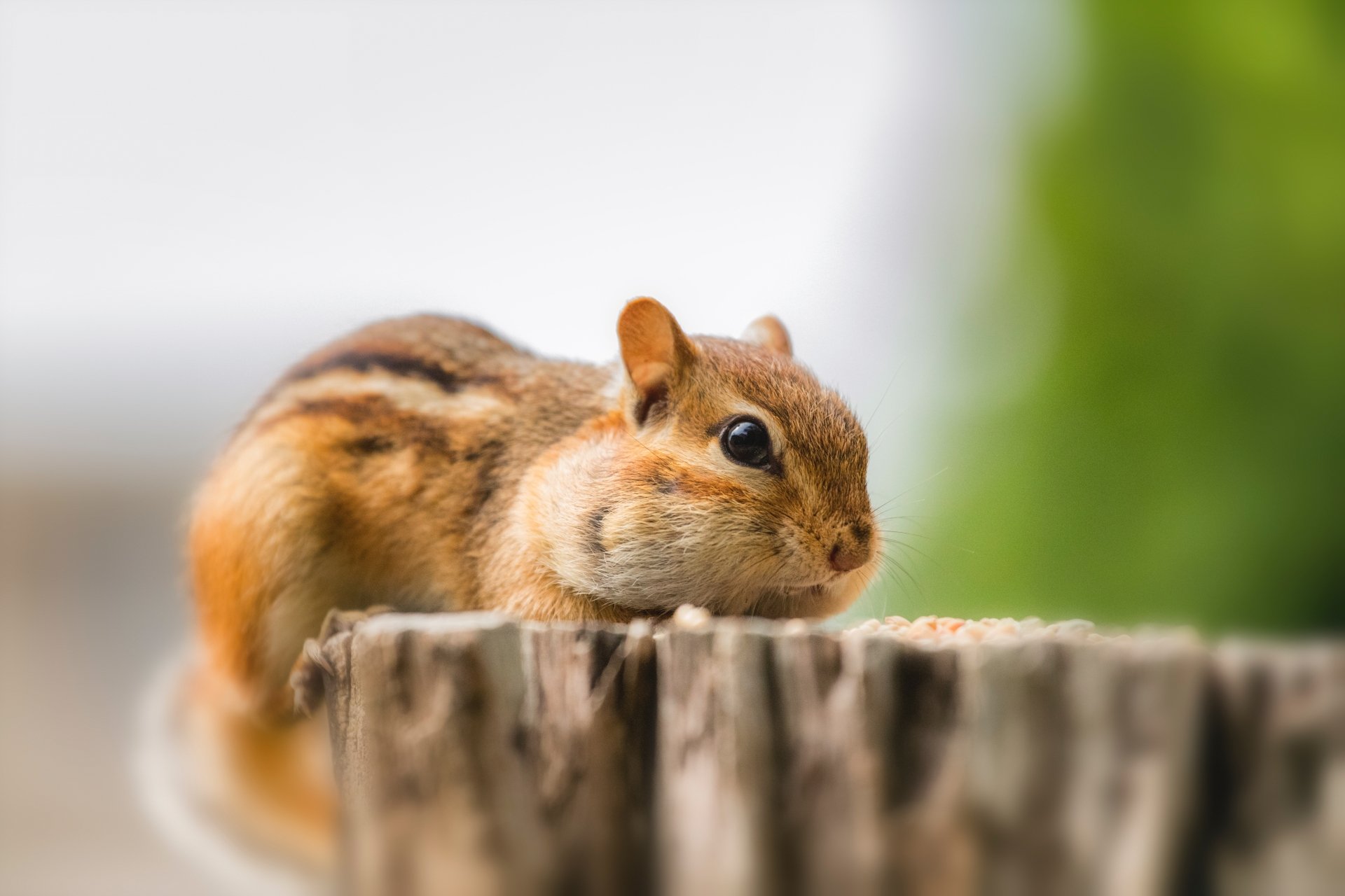 Close-up of a chipmunk (rodent, animal) perched on a weathered stump with soft bokeh greenery — 8K Ultra HD PC desktop wallpaper and background.