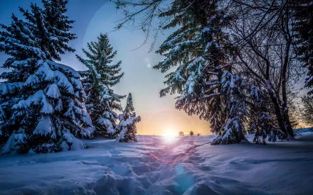 HD desktop wallpaper of a winter sunset in nature. Snow-covered trees frame the setting sun, casting a warm glow over the snowy landscape.