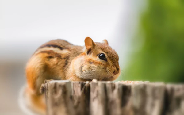 Close-up of a chipmunk (rodent, animal) perched on a weathered stump with soft bokeh greenery — 8K Ultra HD PC desktop wallpaper and background.