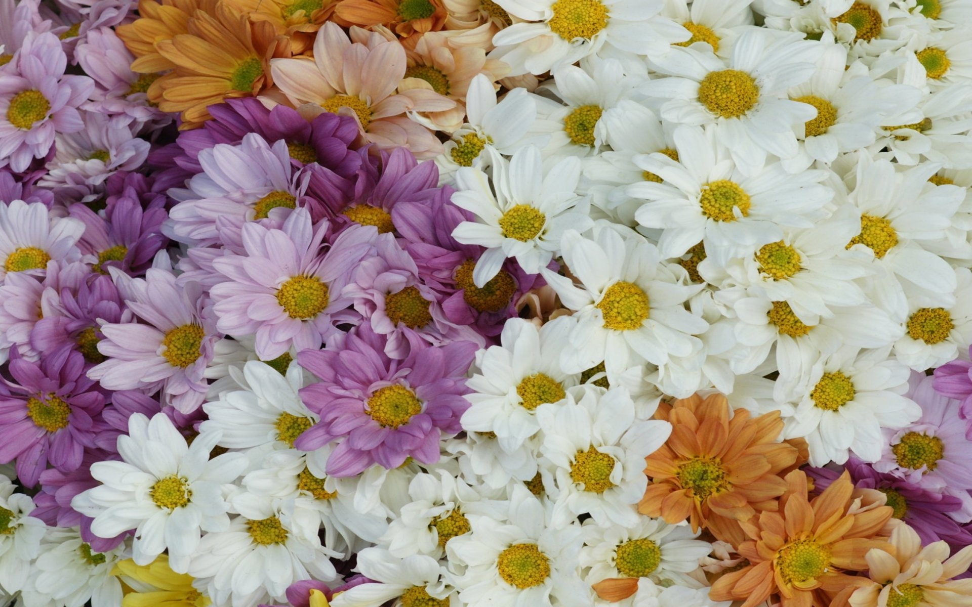 Colorful Daisies HD Wallpaper | Background Image | 2560x1600 | ID