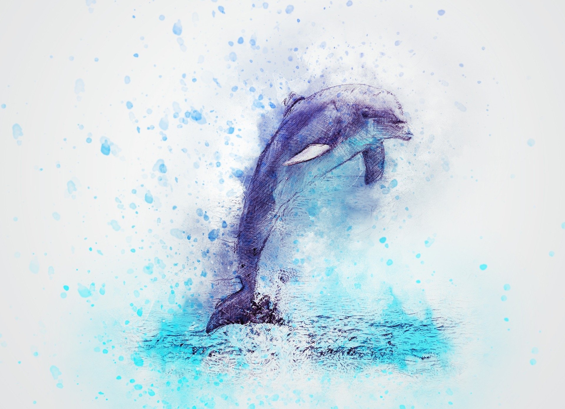 Download Jump Animal Dolphin HD Wallpaper by ractapopulous