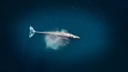 A high-resolution 4K Ultra HD image of a whale swimming gracefully in the deep blue ocean, captured from above for a striking desktop wallpaper.
