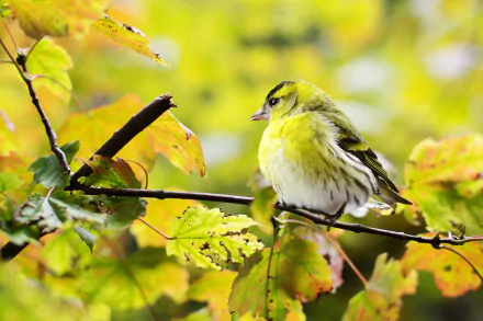eurasian siskin Animal finch HD Desktop Wallpaper | Background Image