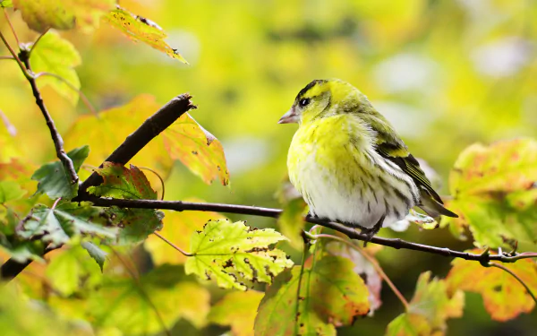 eurasian siskin Animal finch HD Desktop Wallpaper | Background Image