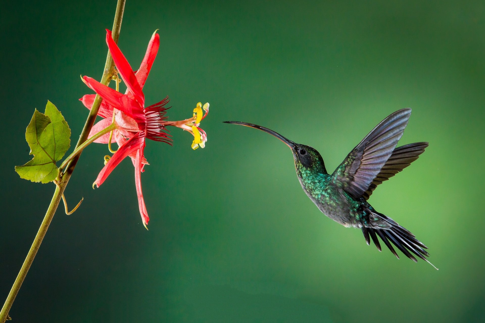 Download Flower Bird Animal Hummingbird HD Wallpaper