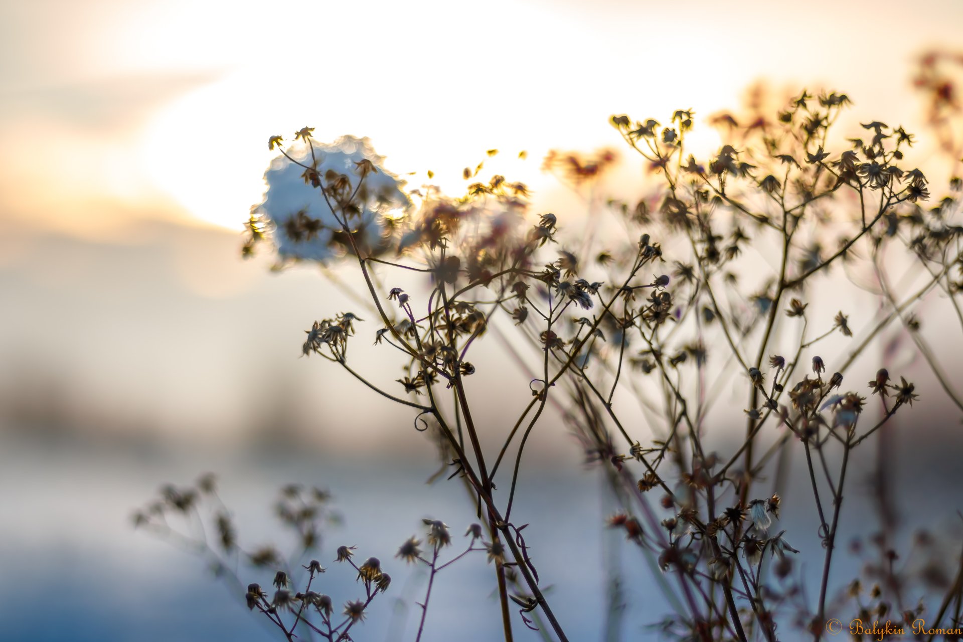 Download Nature Close-up 4k Ultra HD Wallpaper by Vergilius