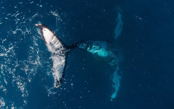 Animal Whale Aerial Sea Life HD Wallpaper | Background Image